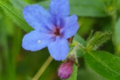 Aegonychon purpurocaeruleum_Merce Vallicrosa CC BY-NC