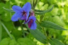 Aegonychon purpurocaeruleum_Merce Vallicrosa CC BY-NC