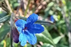 Aegonychon purpurocaeruleum_Neus Julia 