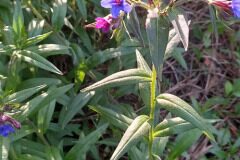 Aegonychon purpurocaeruleum_Neus Julia 