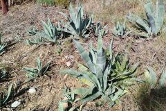 Agave americana_Josep Gesti CC BY-SA