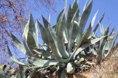 Agave americana_Pere Barnola CC BY-SA
