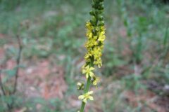 Agrimonia eupatoria eupatoria_Jordi Puyuelo