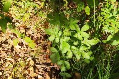 Agrimonia eupatoria eupatoria_Merce Vallicrosa CC BY-NC