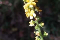 Agrimonia eupatoria eupatoria_Merce Vallicrosa CC BY-NC