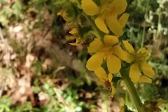 Agrimonia eupatoria eupatoria_Merce Vallicrosa CC BY-NC