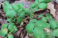 Agrimonia eupatoria eupatoria_Merce Vallicrosa CC BY-NC