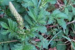 Agrimonia eupatoria eupatoria_Neus Julia CC BY-SA