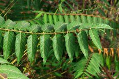 Ailanthus altissima_Joaquim Reberte