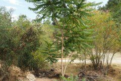 Ailanthus altissima_Joaquim Reberte