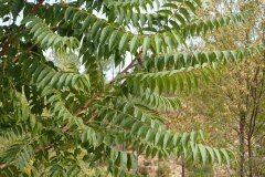 Ailanthus altissima_Joaquim Reberte