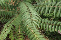 Ailanthus altissima_Joaquim Reberte