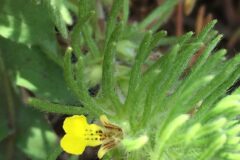 Ajuga chamaepitys_Joanjo Garcia CC BY-NC