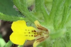Ajuga chamaepitys_Joanjo Garcia CC BY-NC