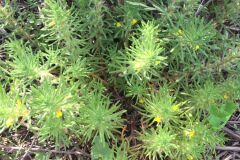 Ajuga chamaepitys_Joanjo Garcia CC BY-NC