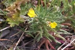 Ajuga chamaepitys_Merce Vallicrosa CC BY-NC