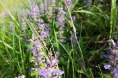 Ajuga reptans_Alexandra Perandones