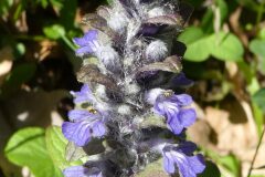 Ajuga reptans_Anna Llandrich