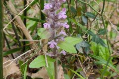 Ajuga reptans_Eden Ramirez