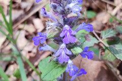 Ajuga reptans_Isabel Gallen