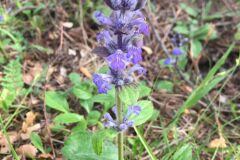 Ajuga reptans_Joanjo Garcia CC BY-NC