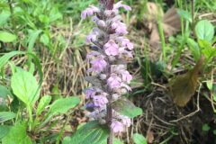 Ajuga reptans_Joanjo Garcia CC BY-NC