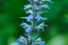 Ajuga reptans_Joaquim Reberte