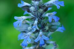 Ajuga reptans_Joaquim Reberte