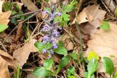 Ajuga reptans_Jordi Bassols CC BY-N