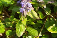 Ajuga reptans_Merce Vallicrosa CC BY-NC