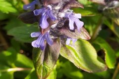 Ajuga reptans_Merce Vallicrosa CC BY-NC