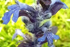 Ajuga reptans_Neus Julia 