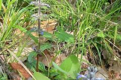 Ajuga reptans_Neus Julia