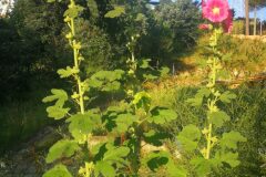 Alcea rosea_Pep Alboquers CC BY-NC
