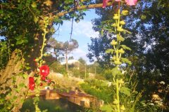 Alcea rosea_Pep Alboquers CC BY-NC