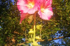 Alcea rosea_Pep Alboquers CC BY-NC