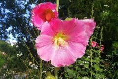 Alcea rosea_Pep Alboquers 
