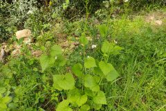 Alliaria petiolata_Eden Ramirez