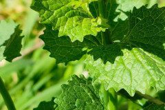 Alliaria petiolata_Isabel Gallen