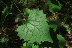 Alliaria petiolata_Margarida Vila CC BY-NC