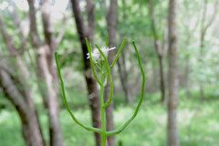 Alliaria petiolata_Margarida Vila CC BY-NC