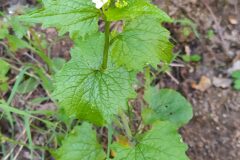 Alliaria petiolata_Merce Vallicrosa CC BY-NC