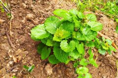 Alliaria petiolata_Merce Vallicrosa CC BY-NC