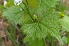 Alliaria petiolata_Merce Vallicrosa CC BY-NC