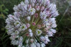 Allium ampeloprasum_Josep Llovera CC BY-NC