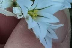 Allium triquetrum_Angels Delgado