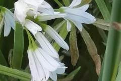 Allium triquetrum_Angels Delgado