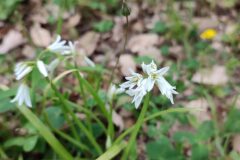 Allium triquetrum_Carles Ibarria CC BY-NC