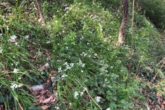 Allium triquetrum_Jose M Pardo