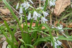 Allium triquetrum_Katarzyna Zarnowiec CC BY-SA